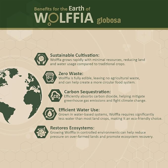 Premium Dried Wolffia globosa Superfood | Low Carb, High Protein 40% | Rich in Minerals, Vitamins A E B12 & Essential Amino Acids | The Future of Sustainable Plant-Based Nutrition 2.11 oz (60g)