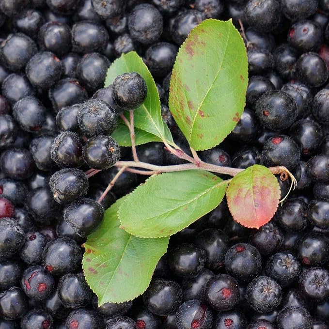 Aronia Juice Powder