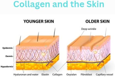 Collagen Peptides with Bone Broth 20 Grams 2 Scoops