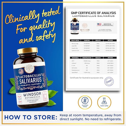 WINDSOR BOTANICALS Lactobacillus Salivarius Probiotic Capsules - L Salivarius Probiotic Oral Dental Probiotics for Bad Breath, Teeth and Gums Health and Immune Support - 24bn CFU, 2-Pack 120 Caps